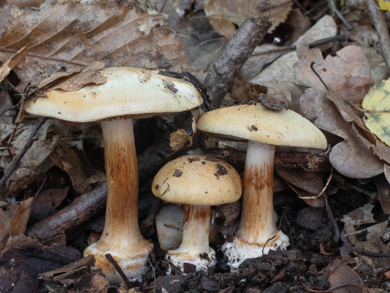 Cortinarius ochraceopallescens